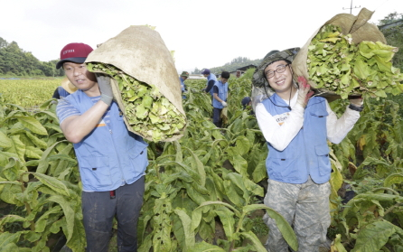 KT&G Employees to Volunteer Leaf Tobacco Harvest for 11 Consecutive Years