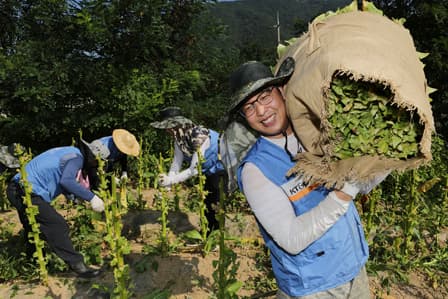 KT&G Volunteers to Help Tobacco Farmers in the Scorching Heat 