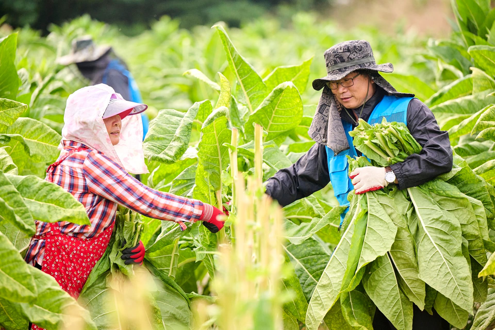 KT&G Marks 20 Years of Partnership with Tobacco Farmers Through Volunteer Program