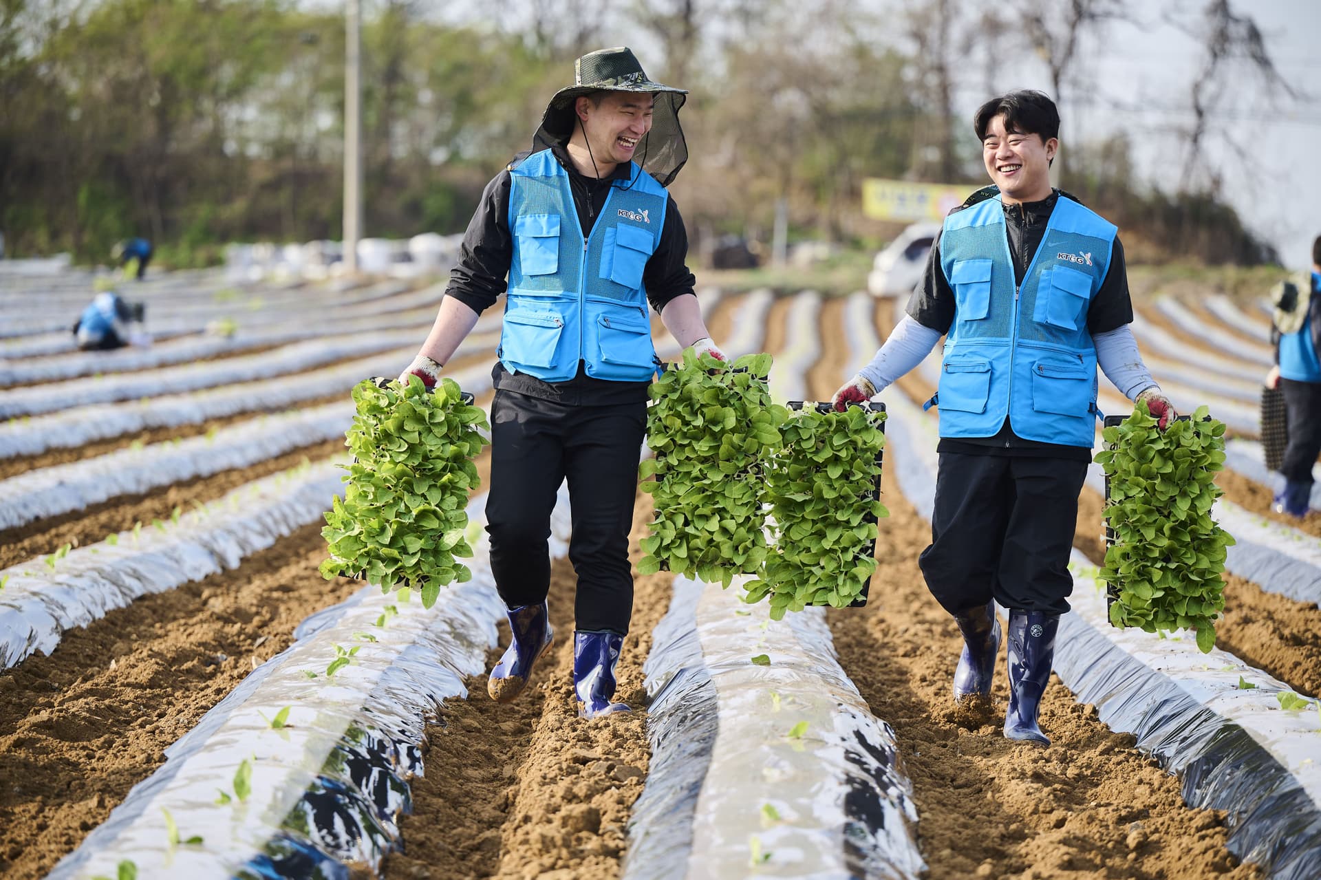 KT&G Raises Domestic Leaf Tobacco Purchase Prices for Shared Growth with Local Farmers