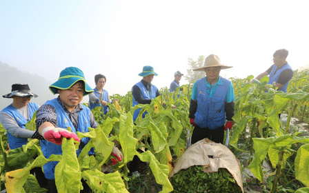 KT&G Practices Win-Win Management to Lend a Hand to Leaf Tobacco Farms 
